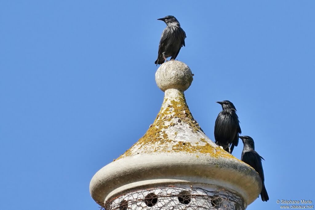 Spotless Starling