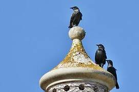 Spotless Starling