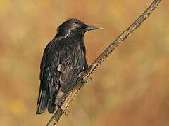 Spotless Starling