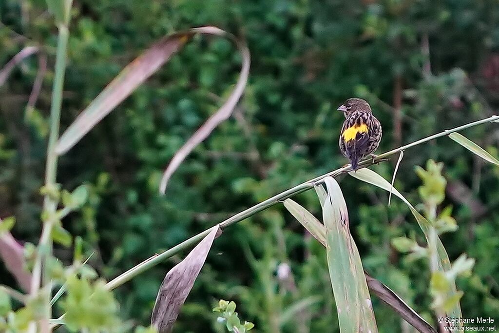 Yellow Bishopadult post breeding