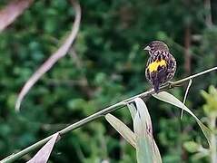 Yellow Bishop