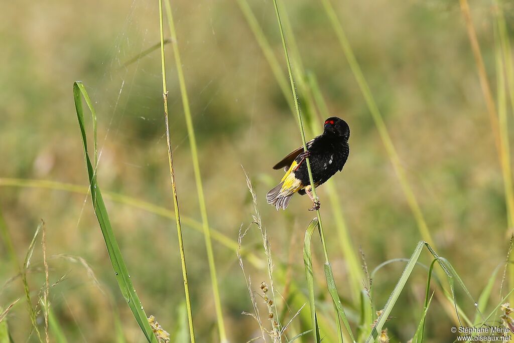 Fire-fronted Bishop male adult