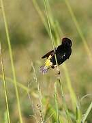 Fire-fronted Bishop