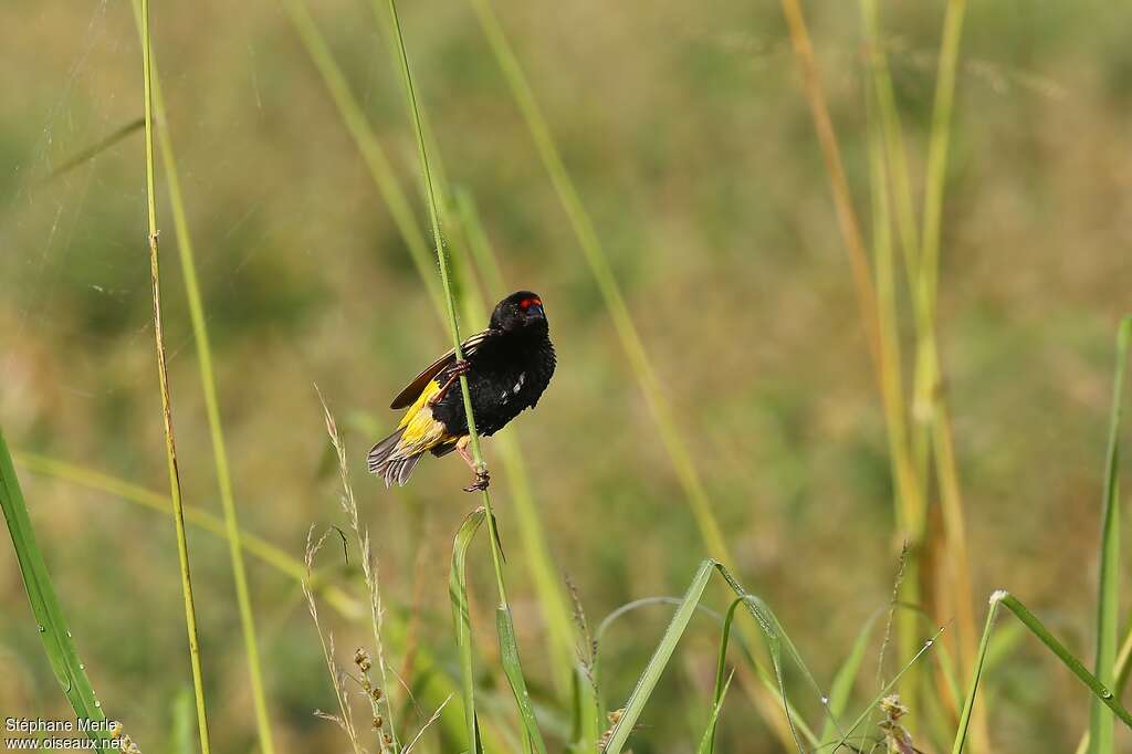 Fire-fronted Bishop male adult breeding, habitat, pigmentation