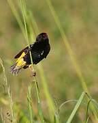 Fire-fronted Bishop