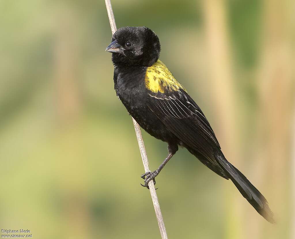 Yellow-mantled Widowbird male adult, identification