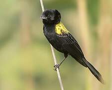 Yellow-mantled Widowbird