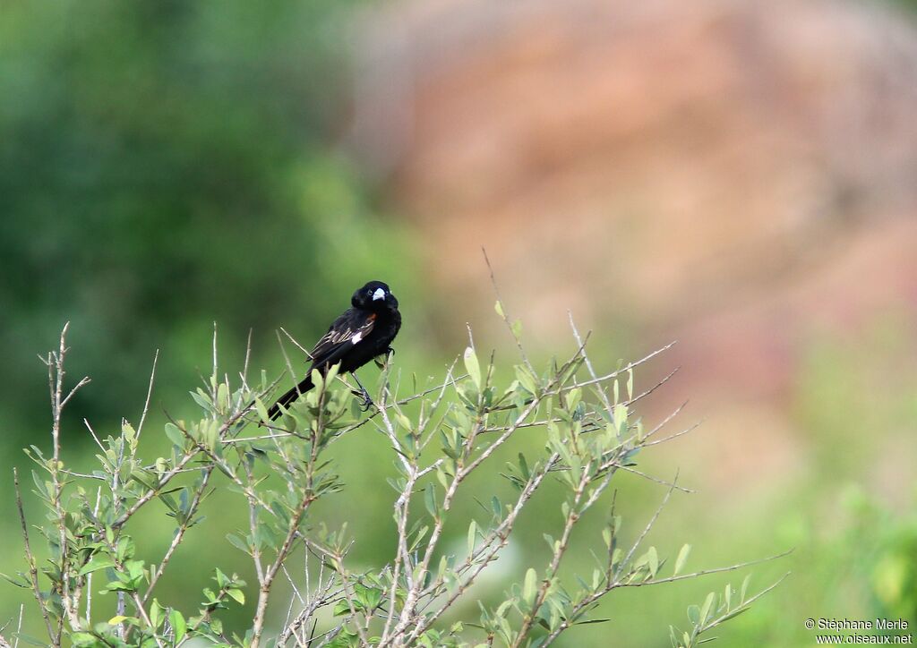 White-winged Widowbird male adult