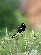 White-winged Widowbird