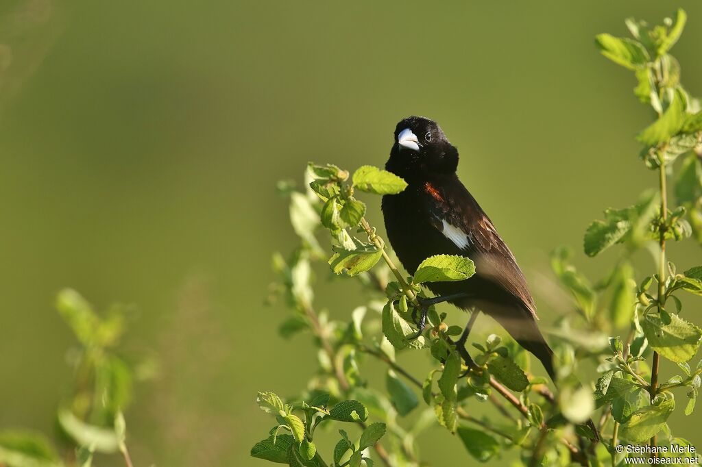 White-winged Widowbird male adult breeding