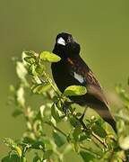 White-winged Widowbird