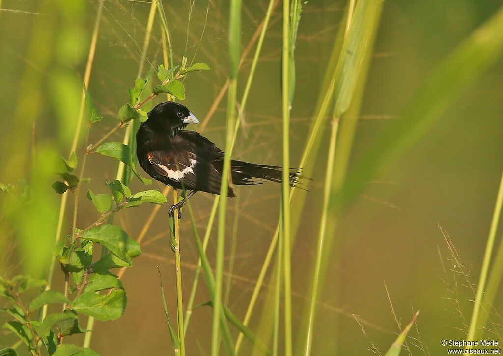 White-winged Widowbird male adult breeding