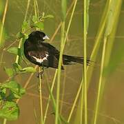 White-winged Widowbird