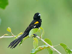 White-winged Widowbird