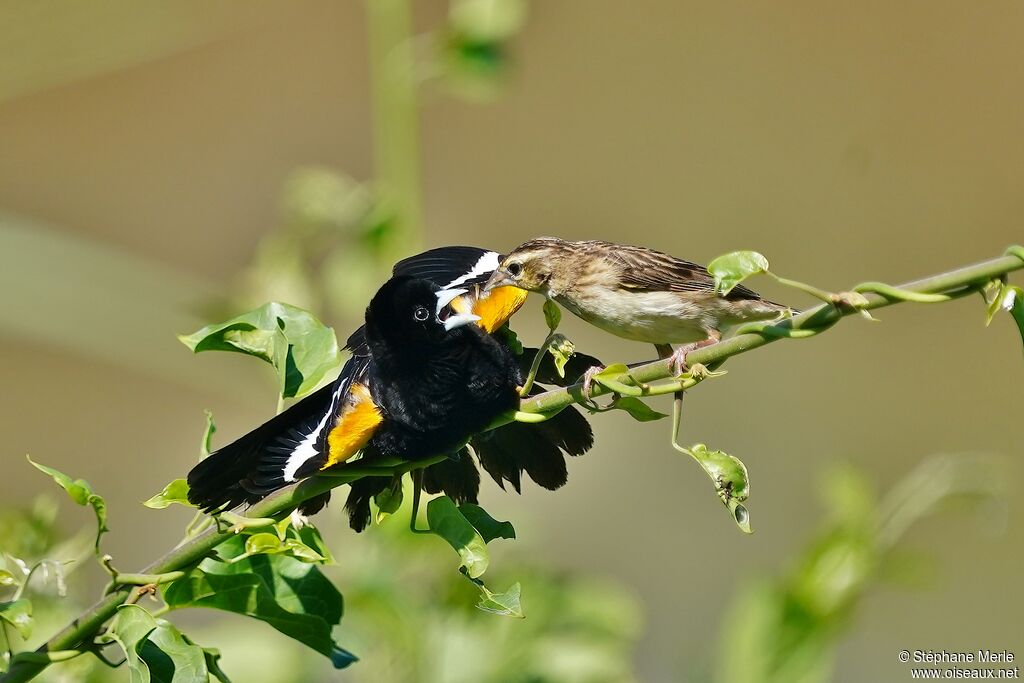 White-winged Widowbirdadult