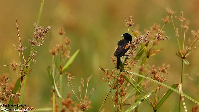 Fan-tailed Widowbird male adult breeding, habitat, pigmentation