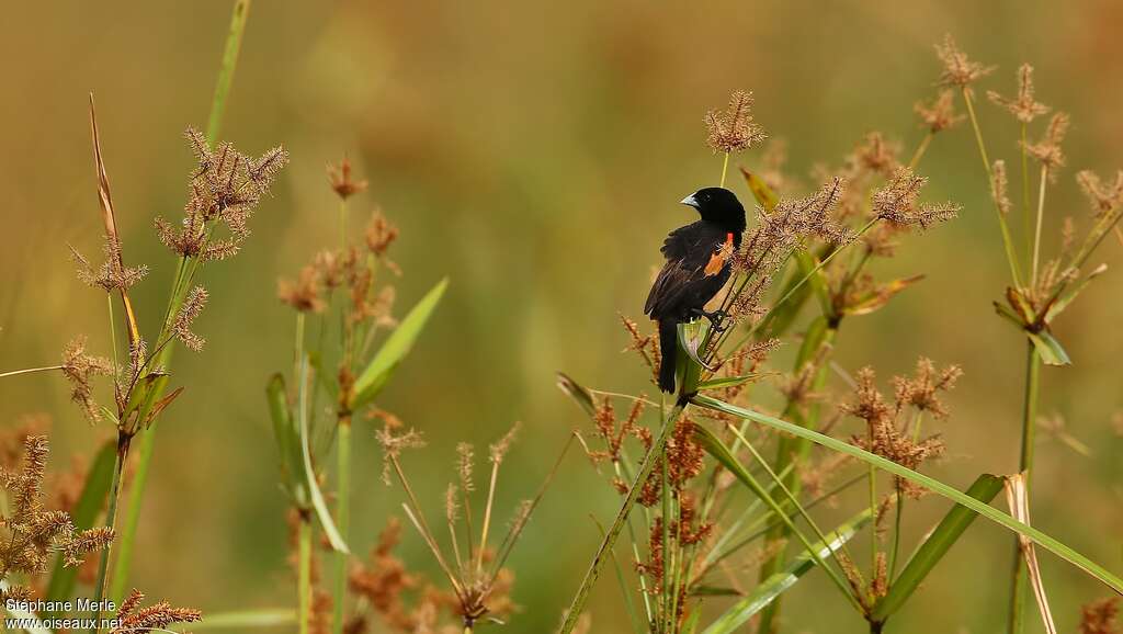 Fan-tailed Widowbird male adult breeding, habitat, pigmentation