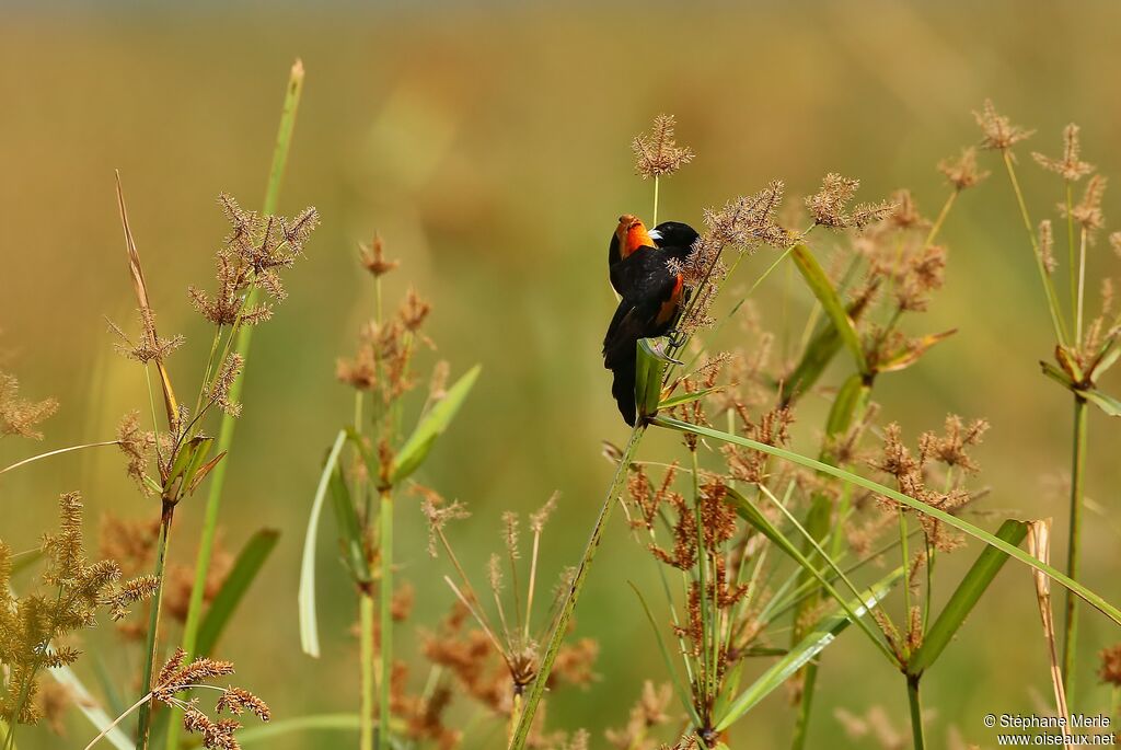 Fan-tailed Widowbird male adult breeding