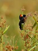 Fan-tailed Widowbird