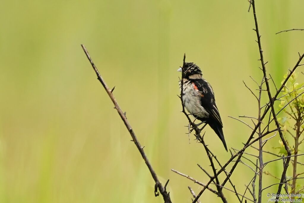 Fan-tailed Widowbird