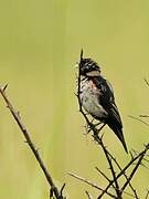 Fan-tailed Widowbird