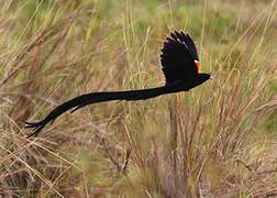 Long-tailed Widowbird