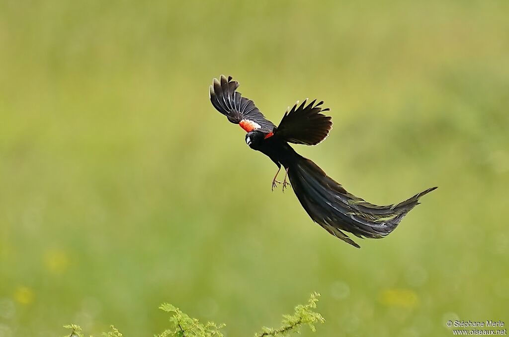 Long-tailed Widowbird male adult breeding