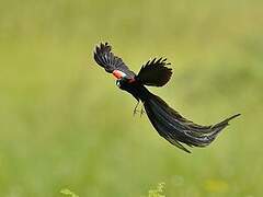 Long-tailed Widowbird