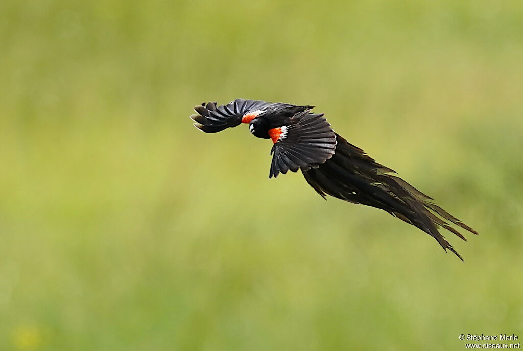 Long-tailed Widowbird male adult breeding