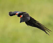 Long-tailed Widowbird