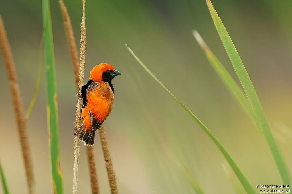 Zanzibar Red Bishop male adult breeding