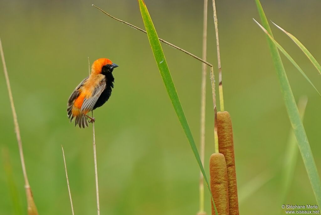 Zanzibar Red Bishop