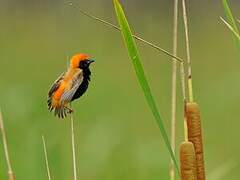 Zanzibar Red Bishop