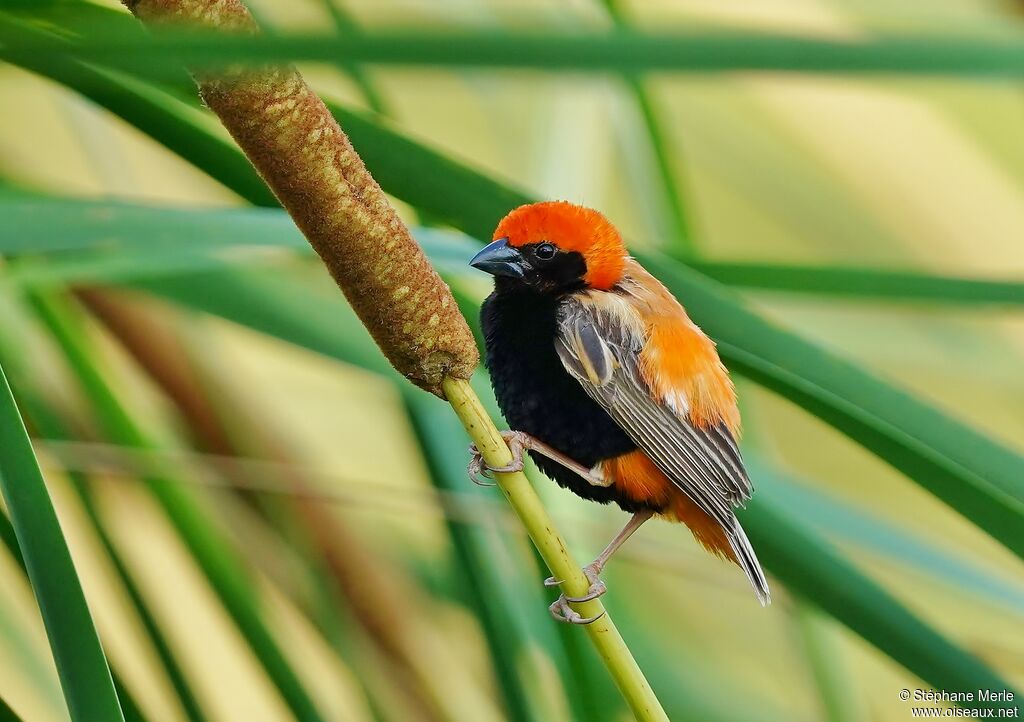 Zanzibar Red Bishop male adult breeding