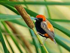 Zanzibar Red Bishop