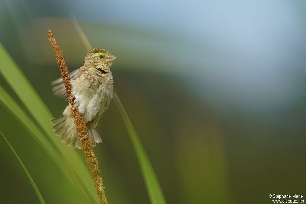 Zanzibar Red Bishop female adult
