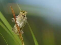 Zanzibar Red Bishop