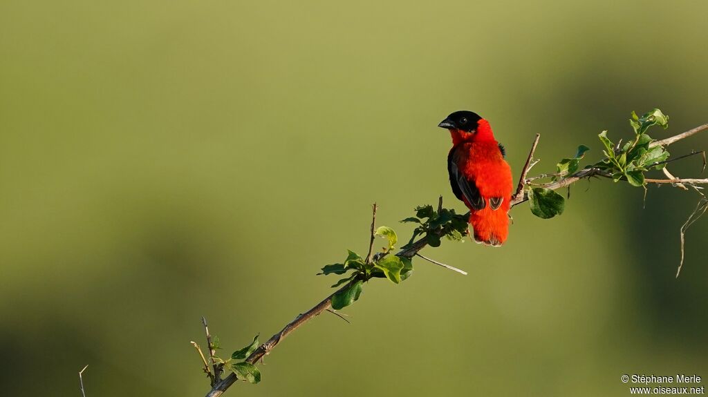 Northern Red Bishop male adult breeding