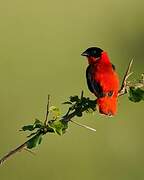 Northern Red Bishop