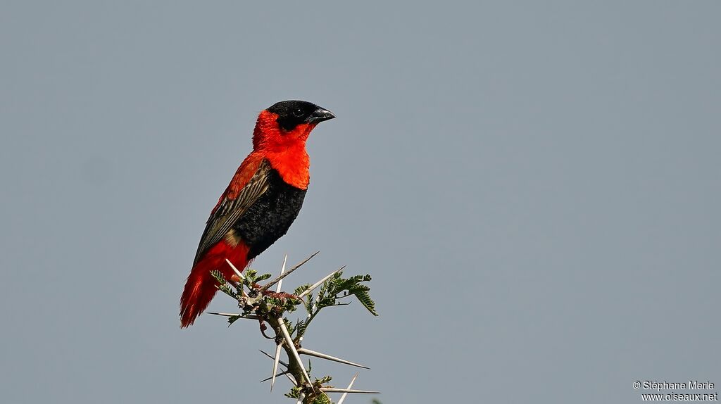 Northern Red Bishop male adult breeding