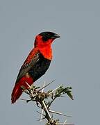 Northern Red Bishop