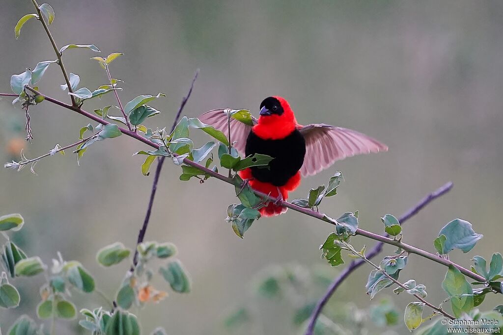 Northern Red Bishop male adult breeding