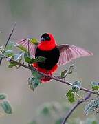 Northern Red Bishop