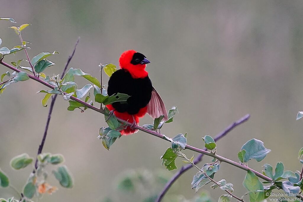 Northern Red Bishop male adult