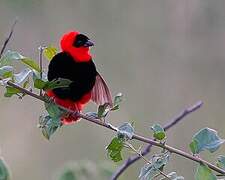 Northern Red Bishop