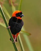 Southern Red Bishop