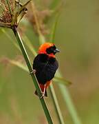 Southern Red Bishop