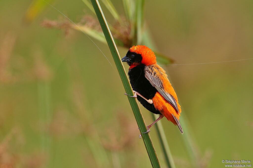 Southern Red Bishop male adult breeding