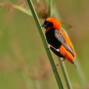 Southern Red Bishop