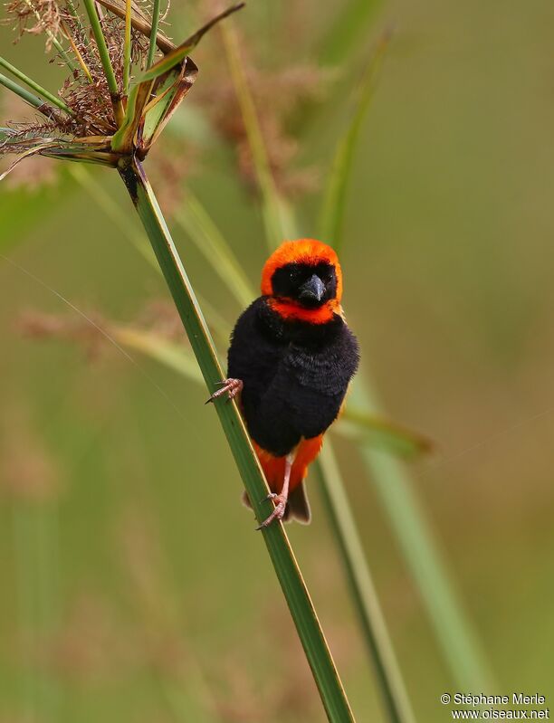 Southern Red Bishop male adult breeding